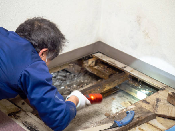 Best Best Mold Removal Companies  in Montrose, PA