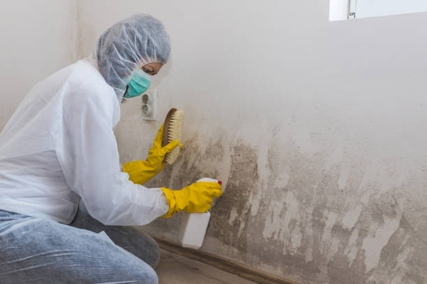 Best Fast Mold Removal  in Montrose, PA
