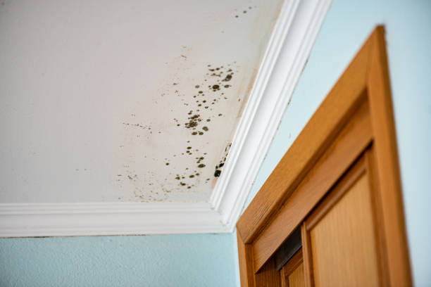 Best Professional Mold Removal  in Montrose, PA
