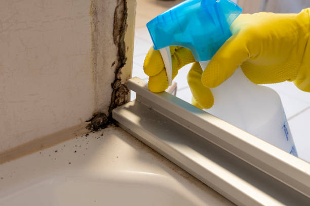 Best Mold Testing  in Montrose, PA