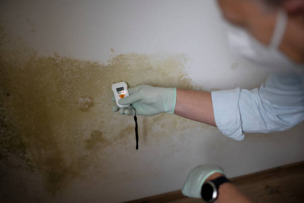 Best Emergency Mold Removal  in Montrose, PA