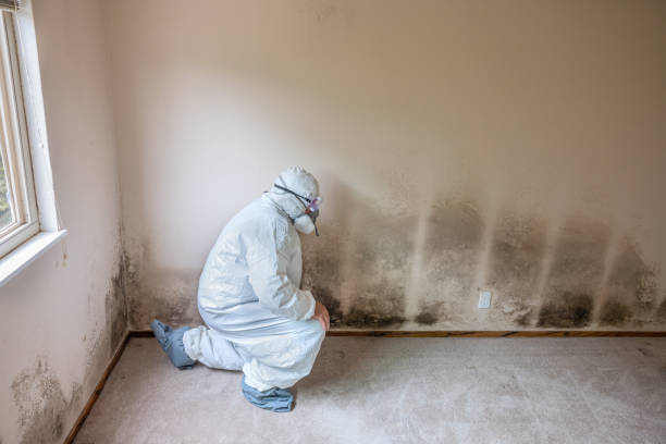 Best Office Mold Removal Services  in Montrose, PA