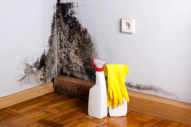 Certified Mold Removal in Montrose, PA