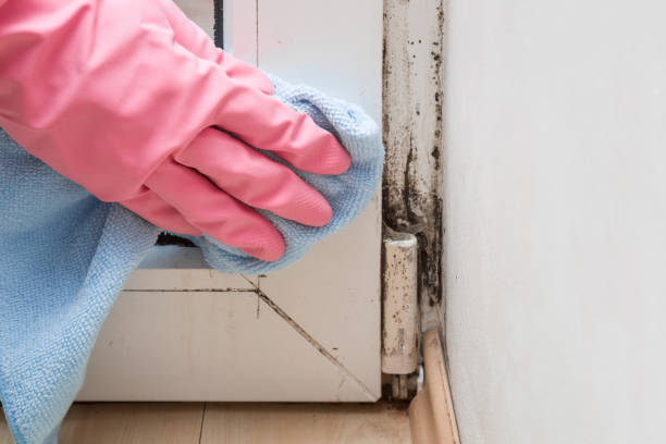 Mold Removal and Inspection in Montrose, PA