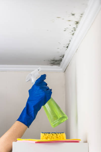 Best Mold Removal and Inspection  in Montrose, PA