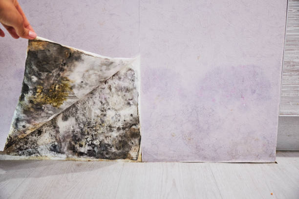 Professional Mold Removal in Montrose, PA